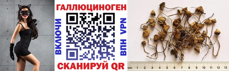 где можно купить   Якутск  Псилоцибиновые грибы MAGIC MUSHROOMS 