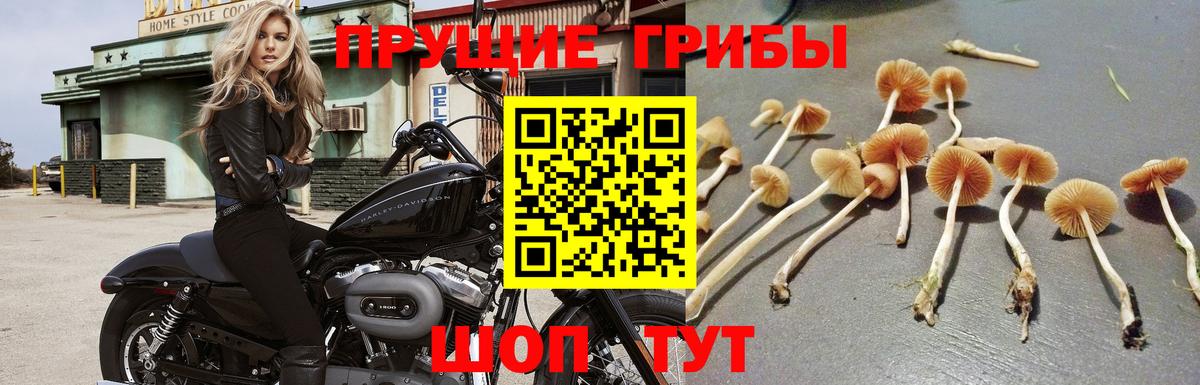 Псилоцибиновые грибы GOLDEN TEACHER Якутск